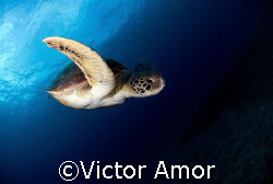 Green turtle by Victor Amor 